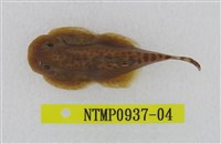 藏品(埔里中華爬岩鰍)的圖片